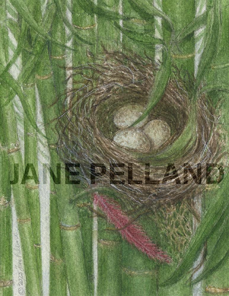 Cardinal Nest